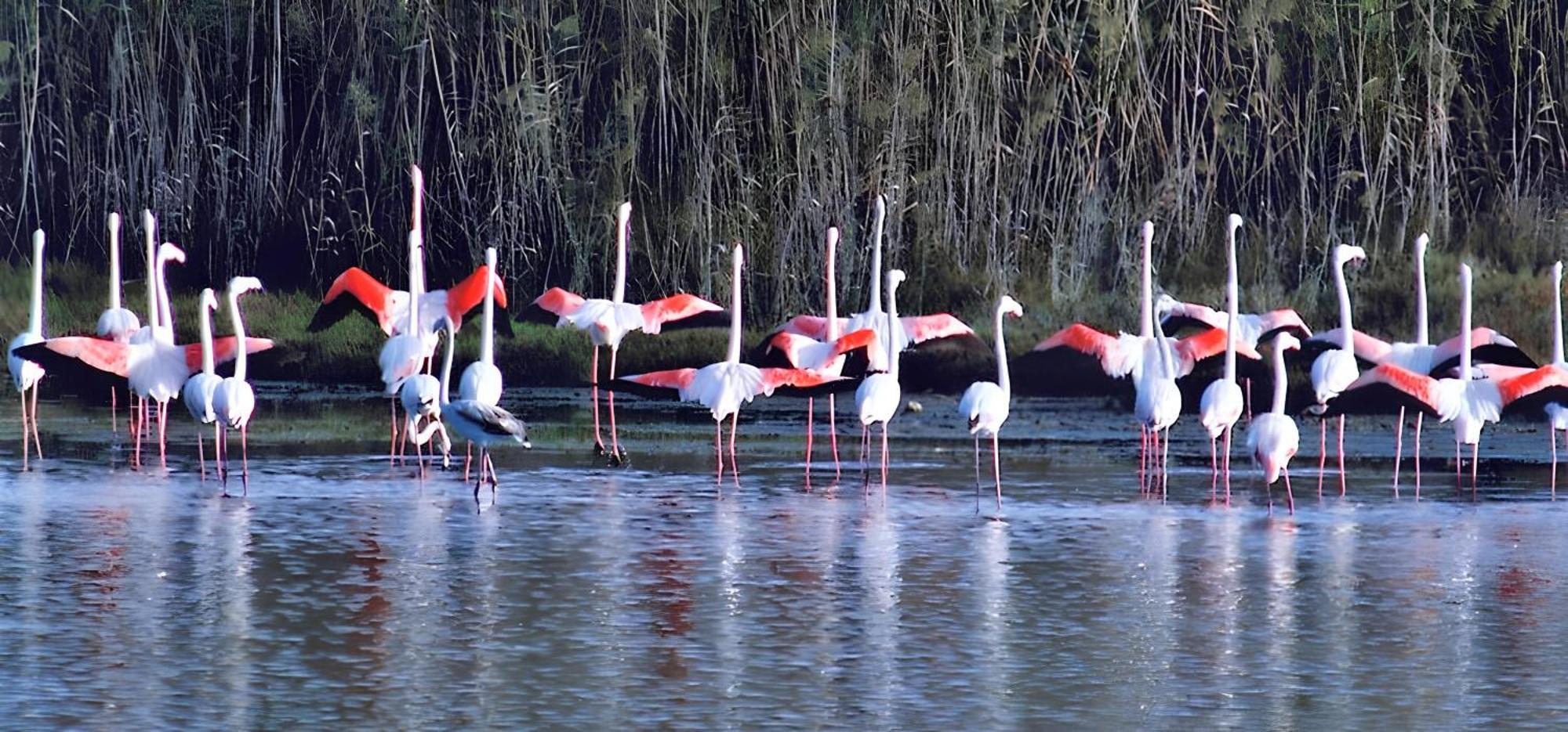 Viki House Mazara Daire Mazara del Vallo Dış mekan fotoğraf